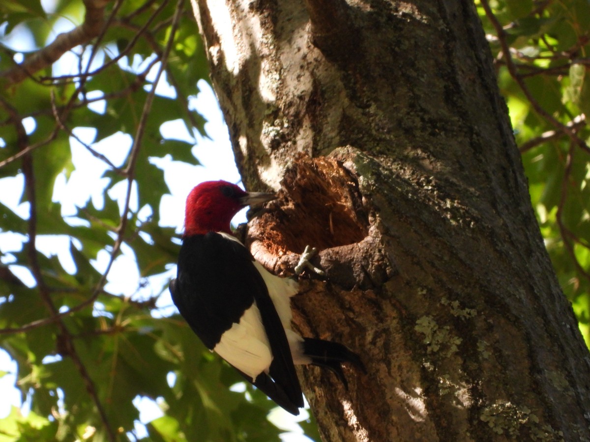 Red-headed Woodpecker - ML642509174