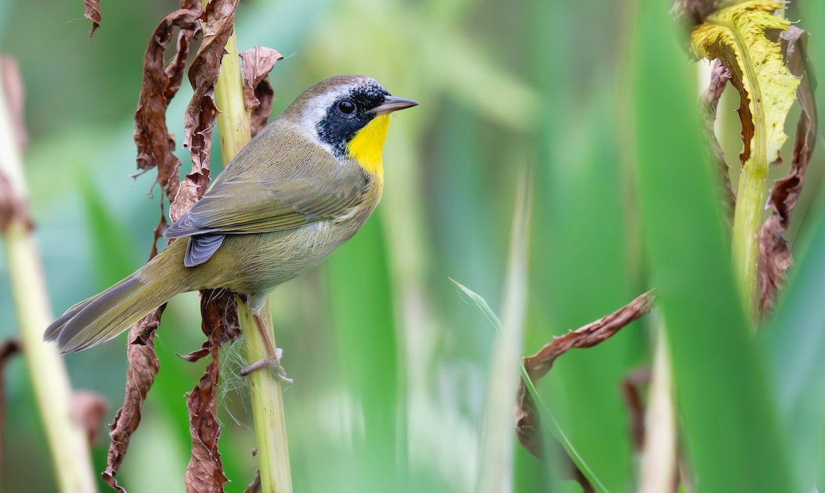 Common Yellowthroat - ML642509175