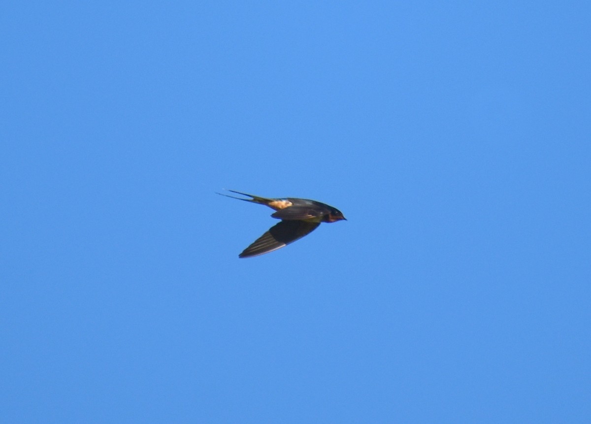 Barn Swallow - ML642509179