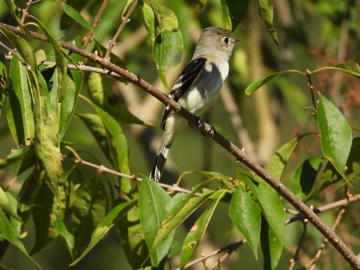 Least Flycatcher - ML642509181