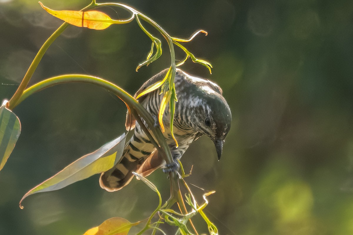 Shining Bronze-Cuckoo - ML642509184