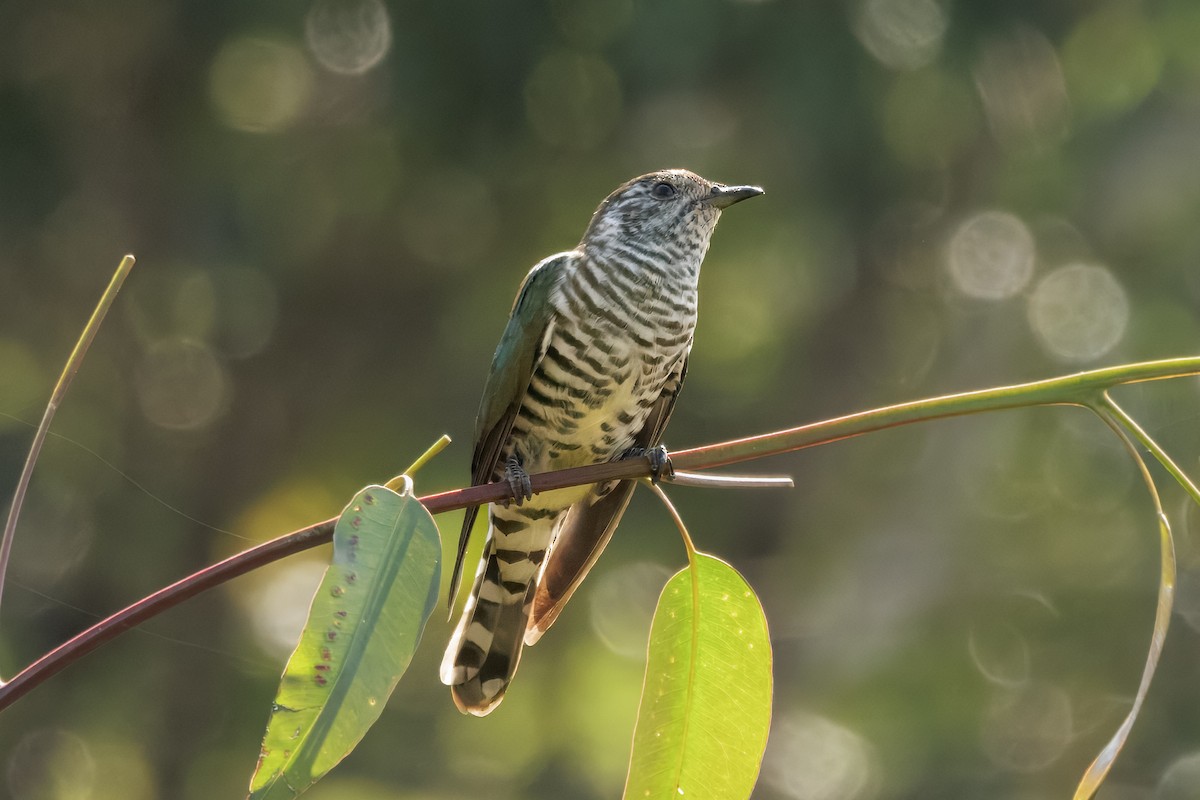 Shining Bronze-Cuckoo - ML642509186