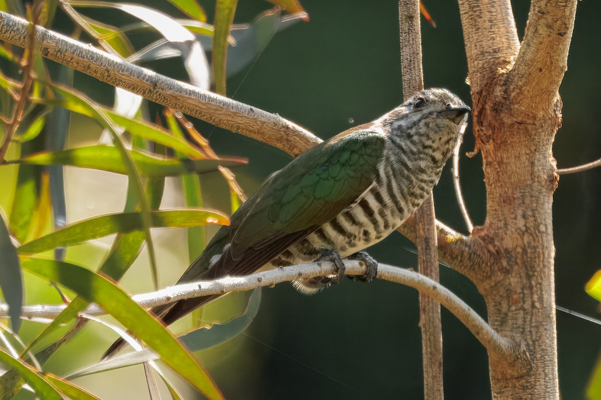 Shining Bronze-Cuckoo - ML642509187