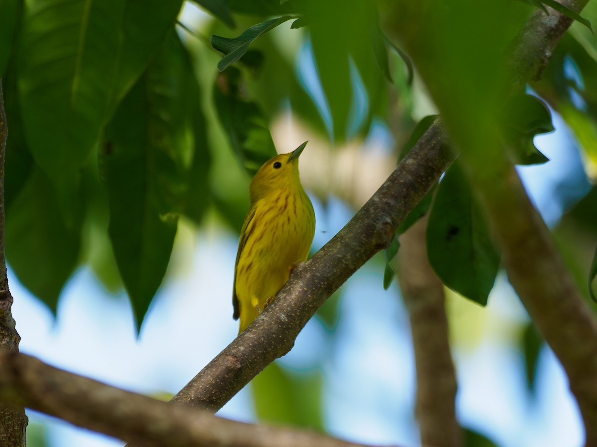 Yellow Warbler - ML642509188