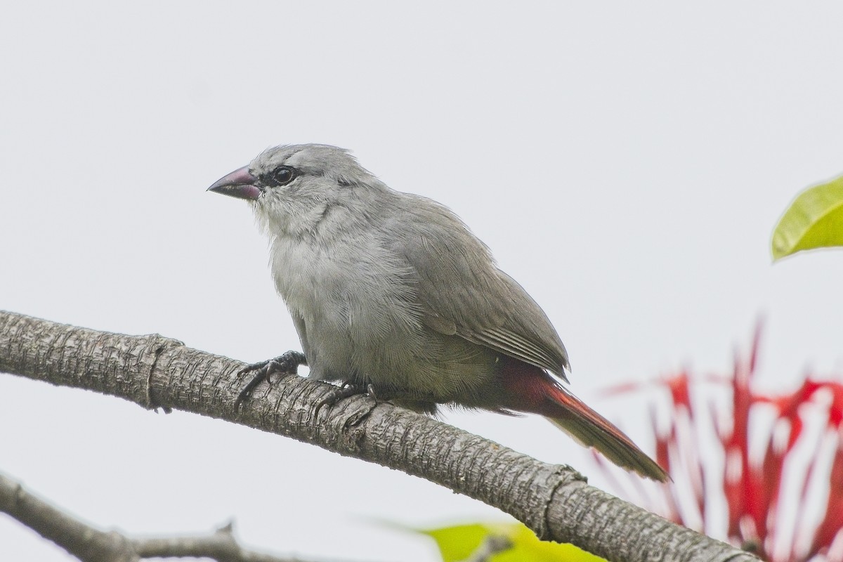 Lavender Waxbill - ML642509190