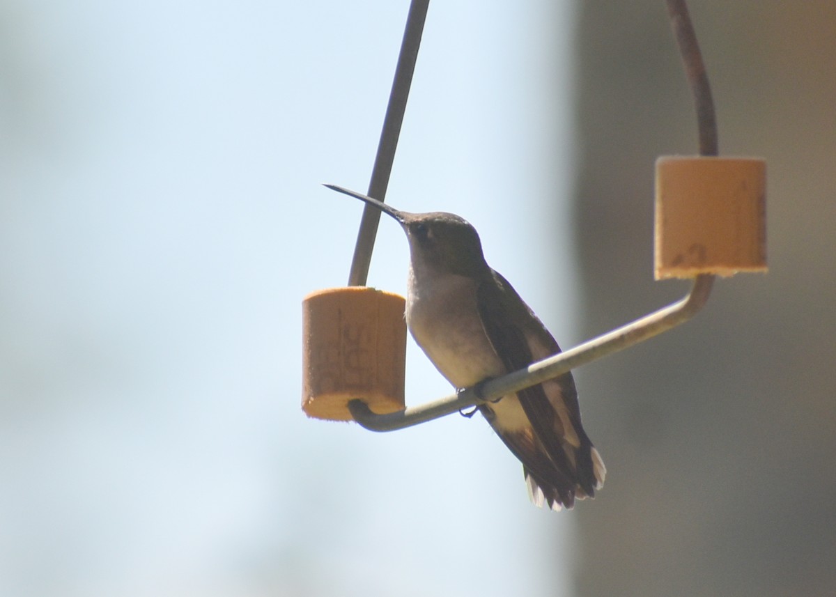 Ruby-throated Hummingbird - ML642509192