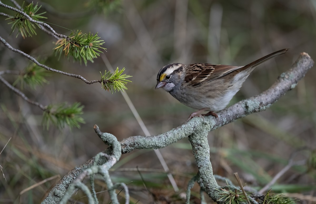 White-crowned Sparrow - ML642509194