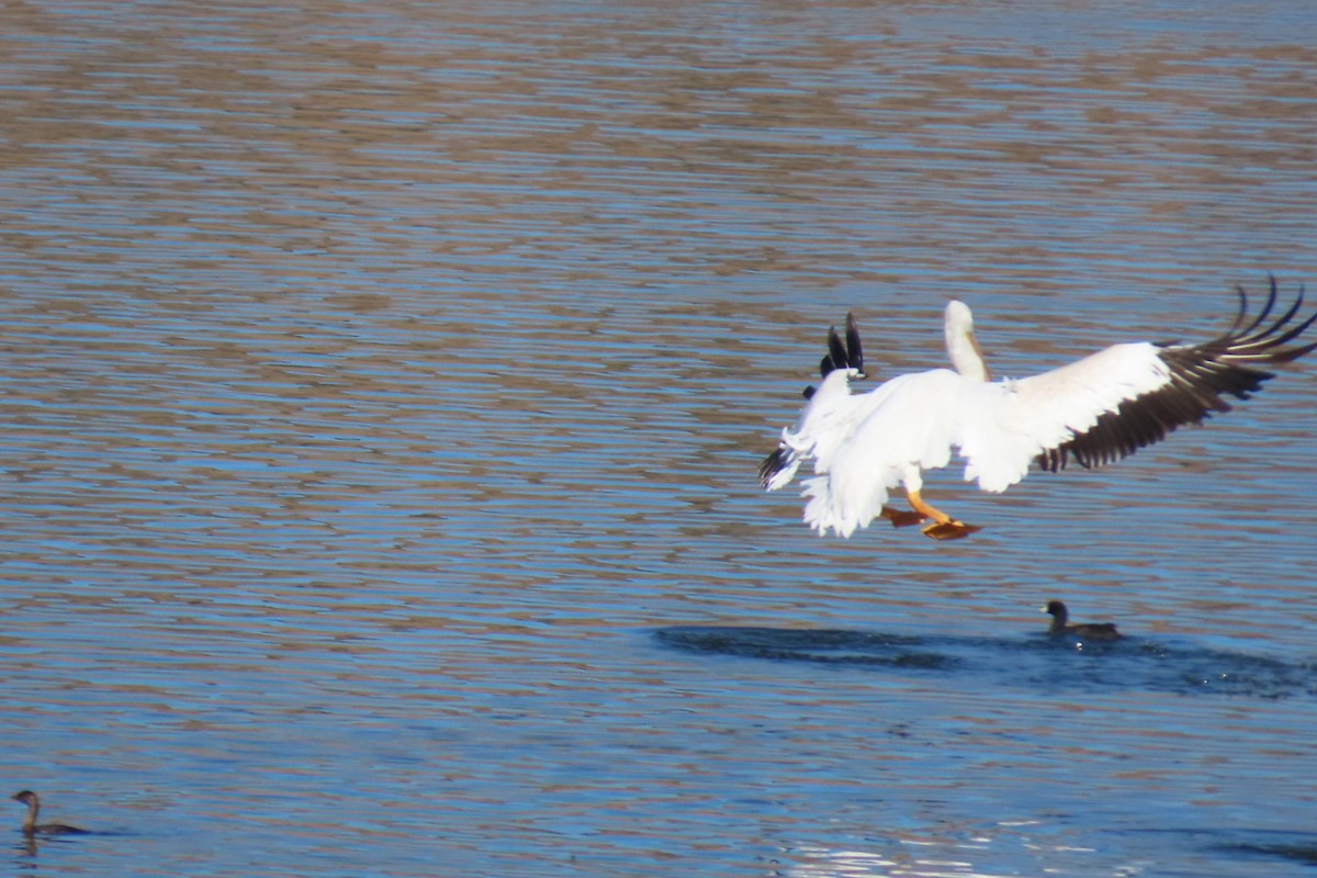 American White Pelican - ML642509196