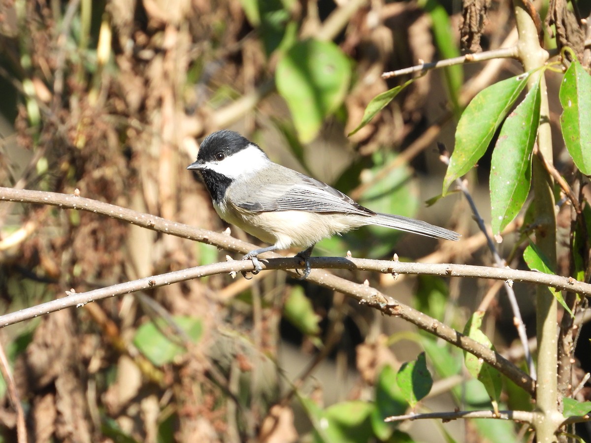 Carolina Chickadee - ML642509197