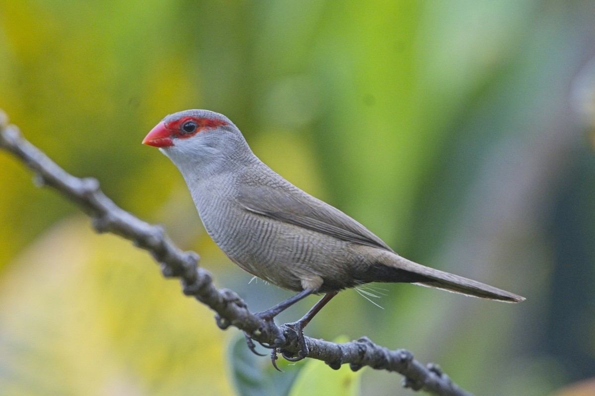 Common Waxbill - ML642509198