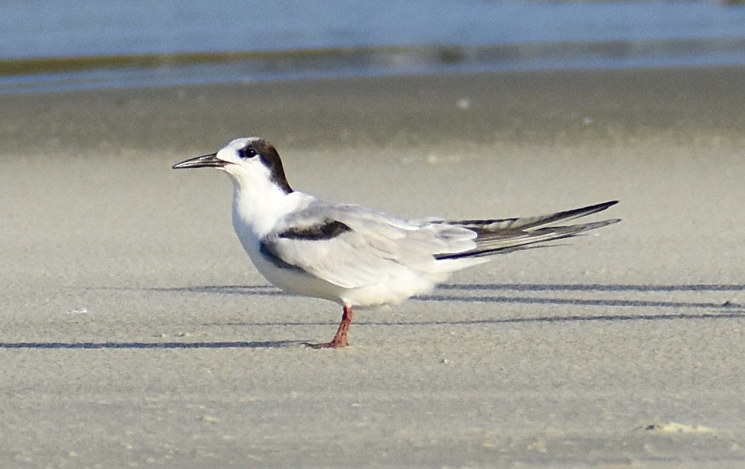 Common Tern - ML642509199