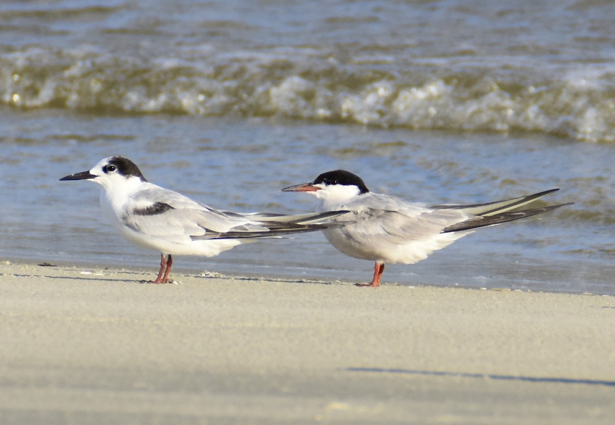 Common Tern - ML642509200
