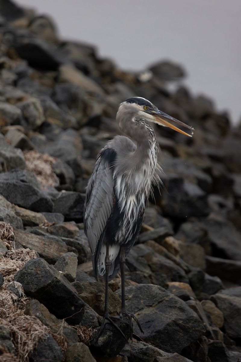 Great Blue Heron - ML642509201