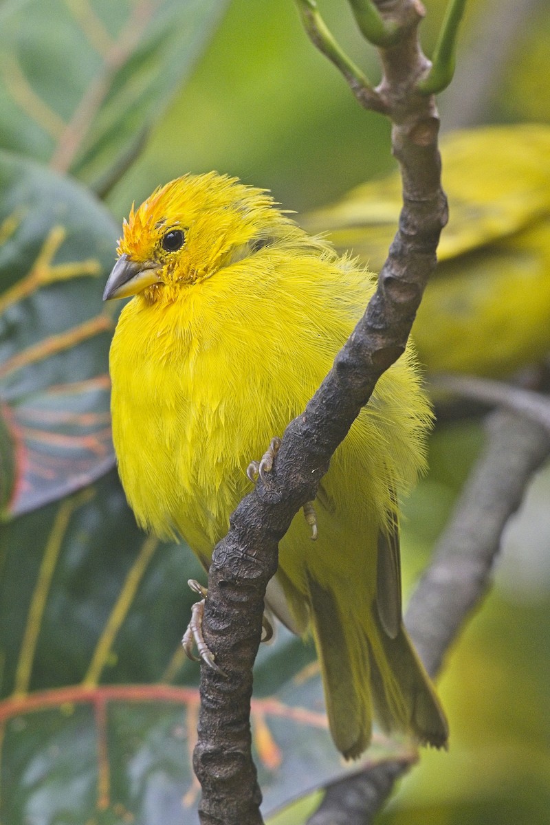 Saffron Finch - ML642509205