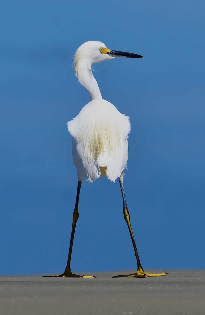 volavka bělostná - ML642509211