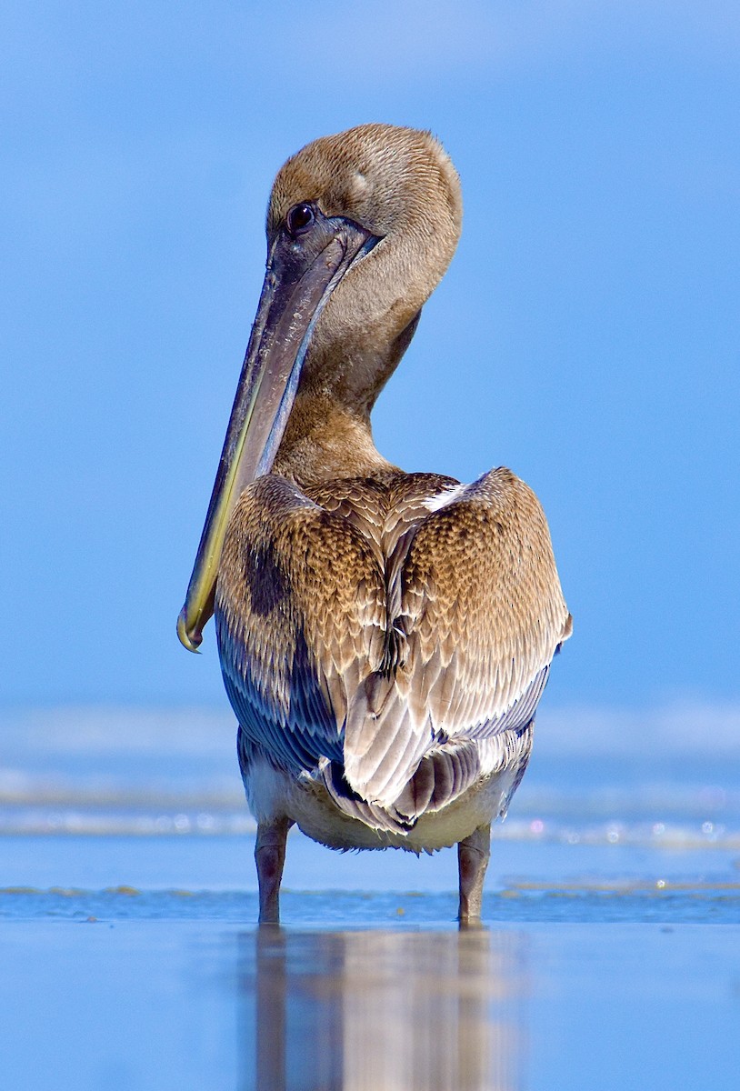 pelikán hnědý - ML642509220