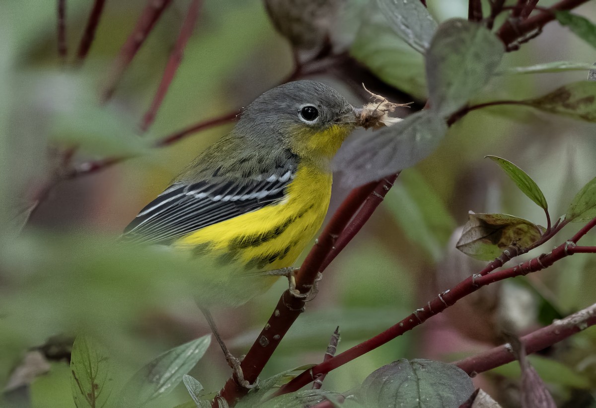 Magnolia Warbler - ML642509232