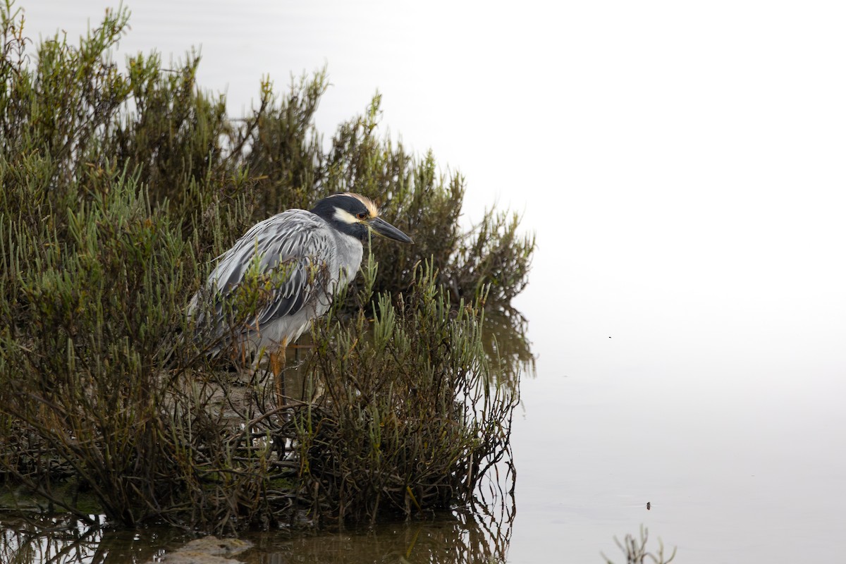 Yellow-crowned Night Heron - ML642509237