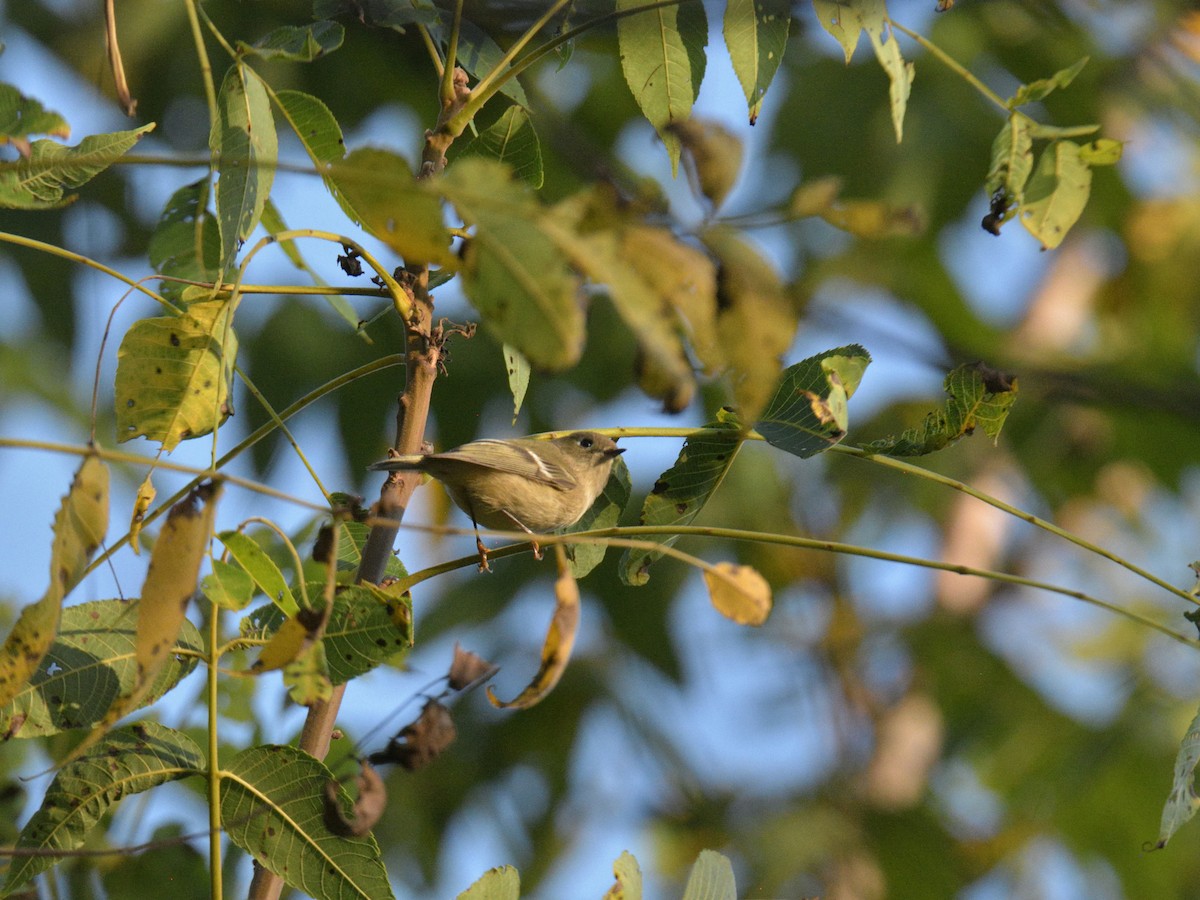 Ruby-crowned Kinglet - ML642509249