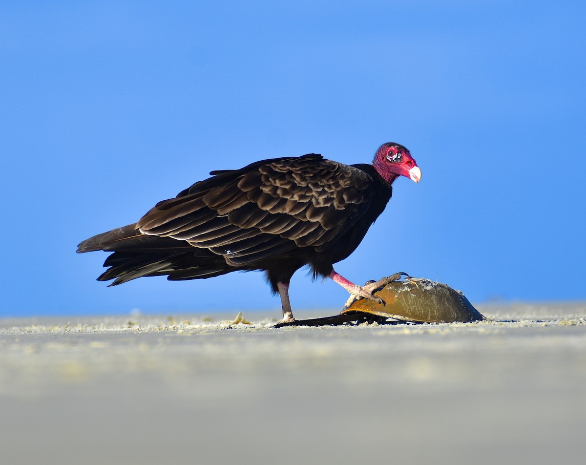 kondor krocanovitý - ML642509252