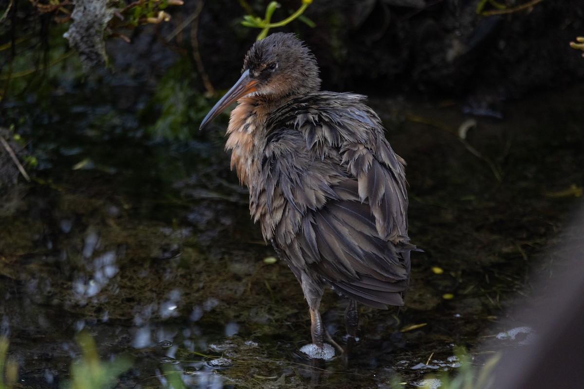 Ridgway's Rail - ML642509253
