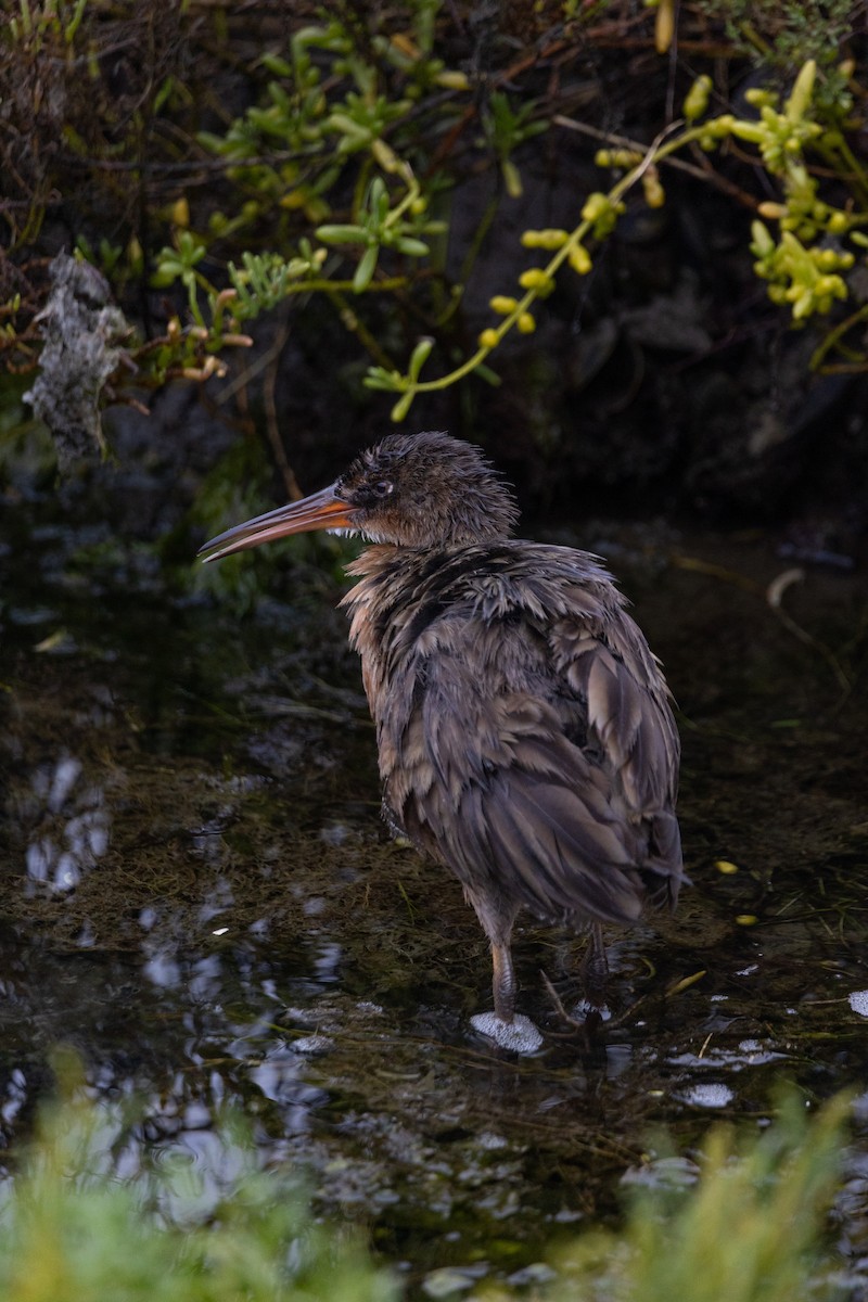 Ridgway's Rail - ML642509254