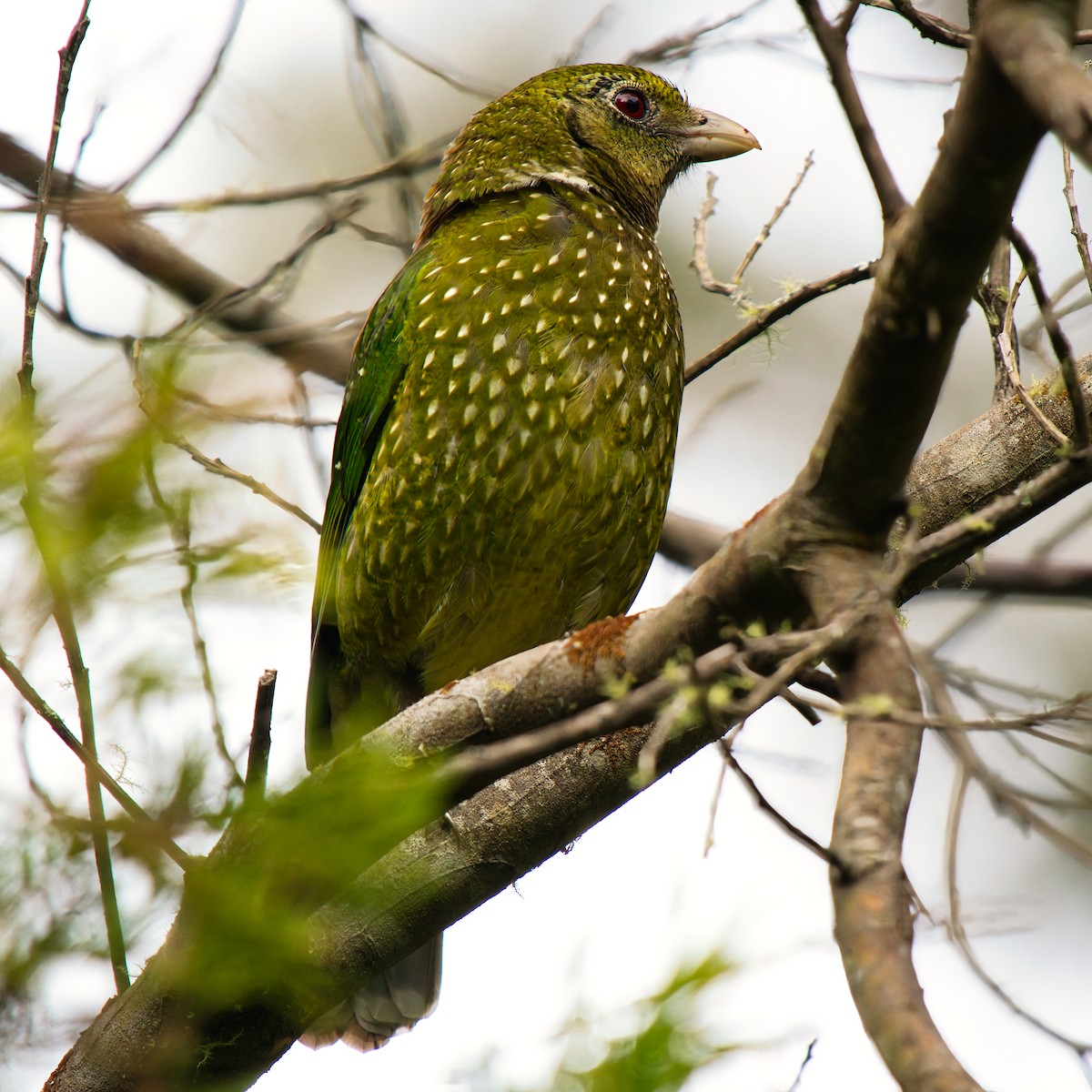 Green Catbird - ML642509259