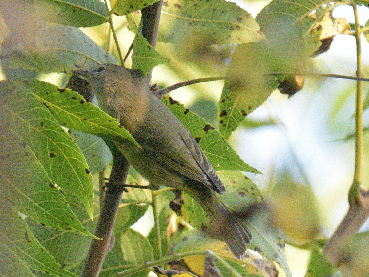 Orange-crowned Warbler - ML642509262