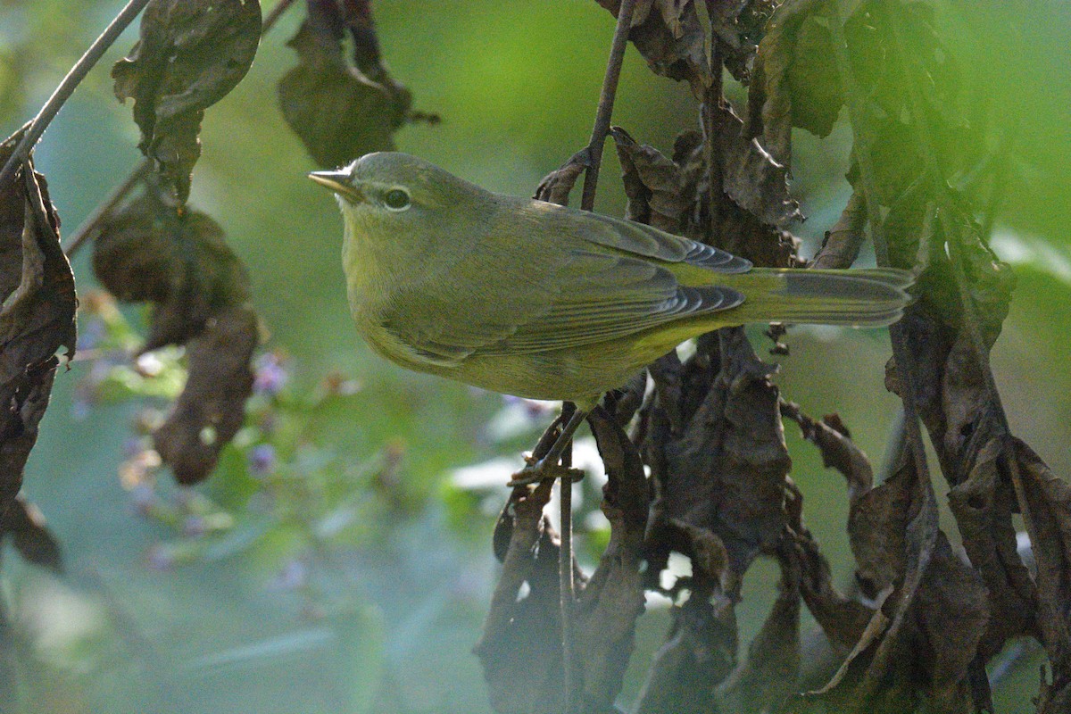 Orange-crowned Warbler - ML642509264