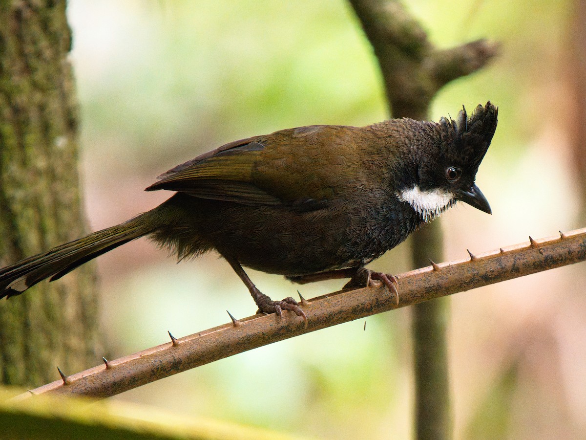 Eastern Whipbird - ML642509267