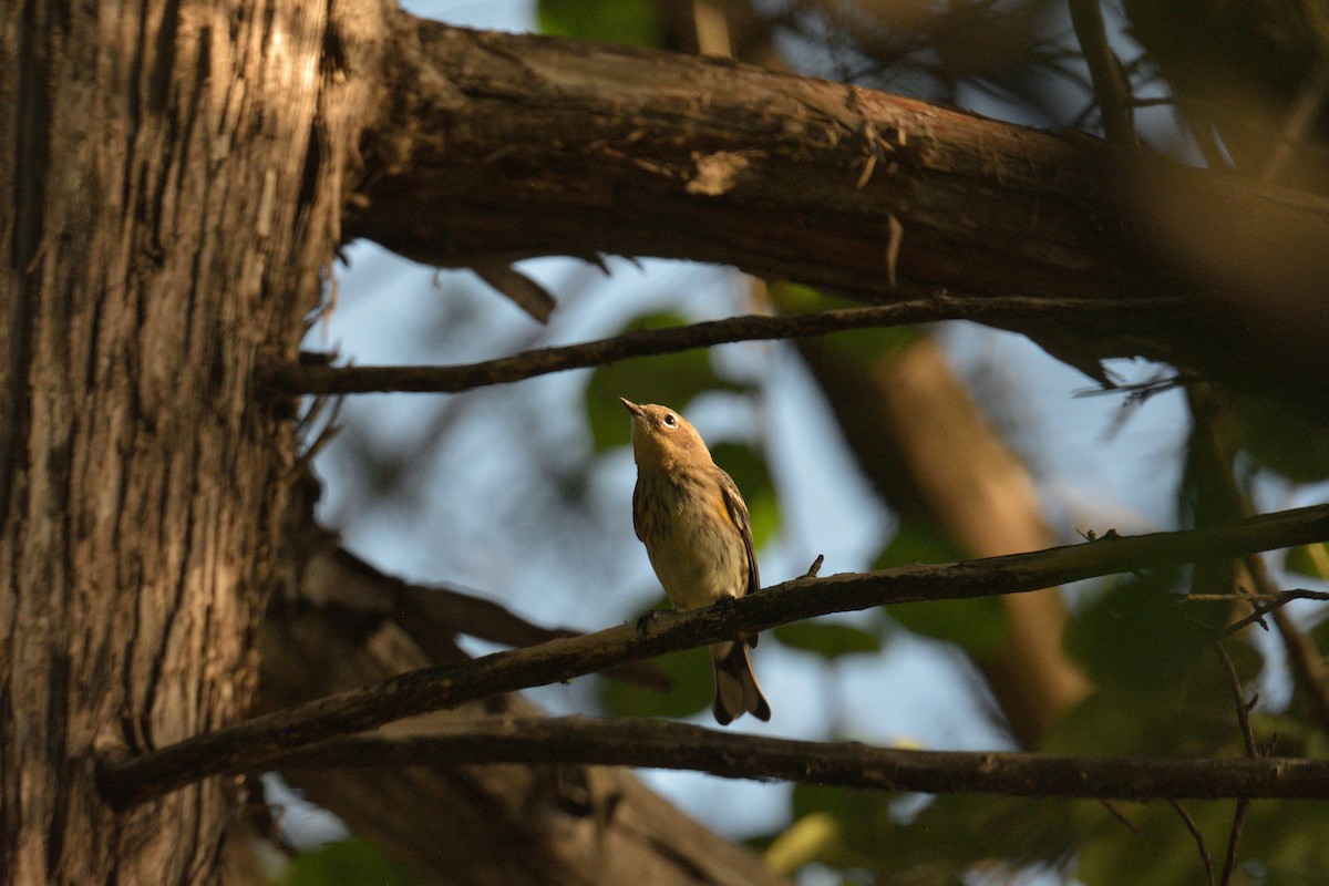 Yellow-rumped Warbler - ML642509275