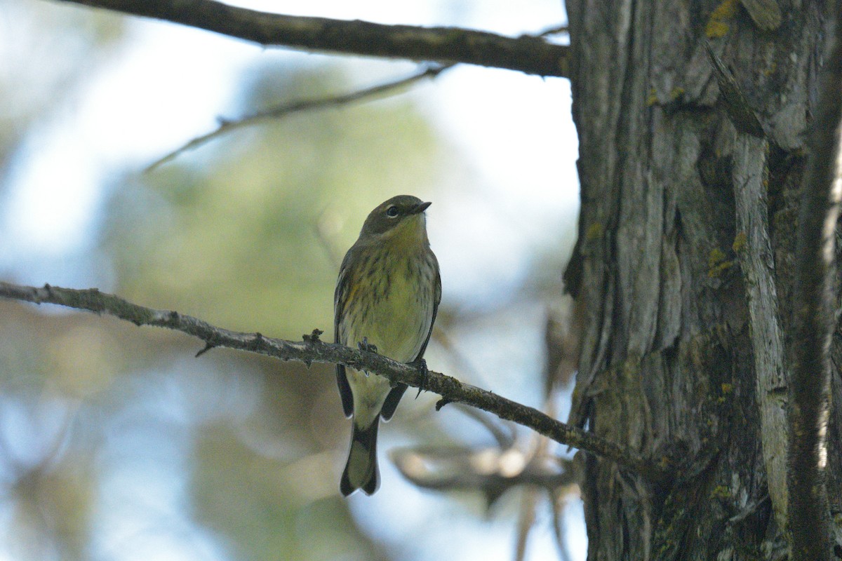 Yellow-rumped Warbler - ML642509276