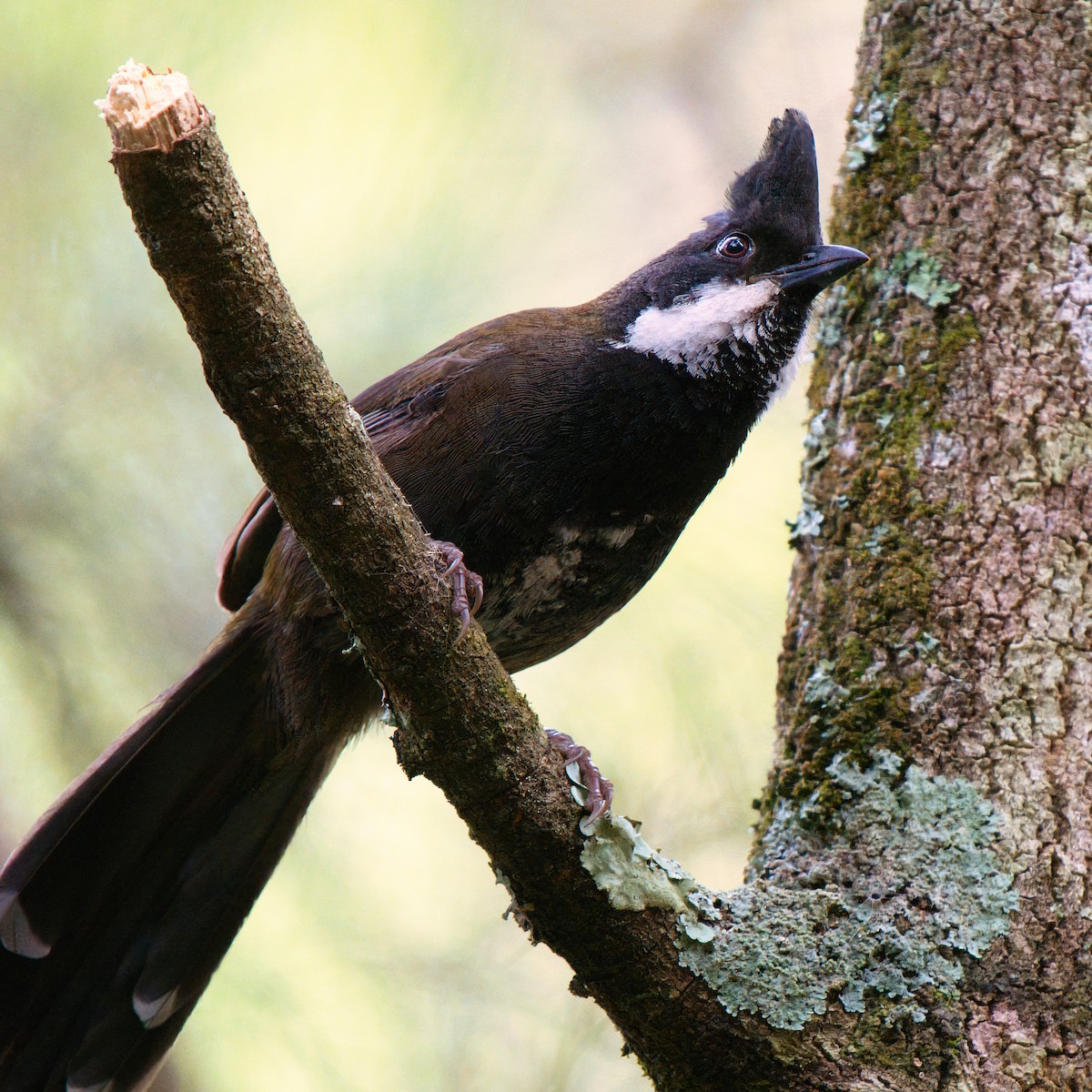 Eastern Whipbird - ML642509279