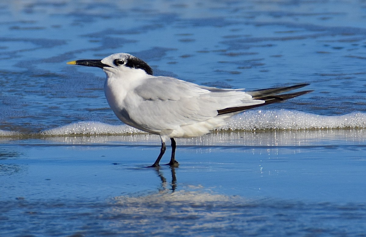 rybák severní - ML642509283