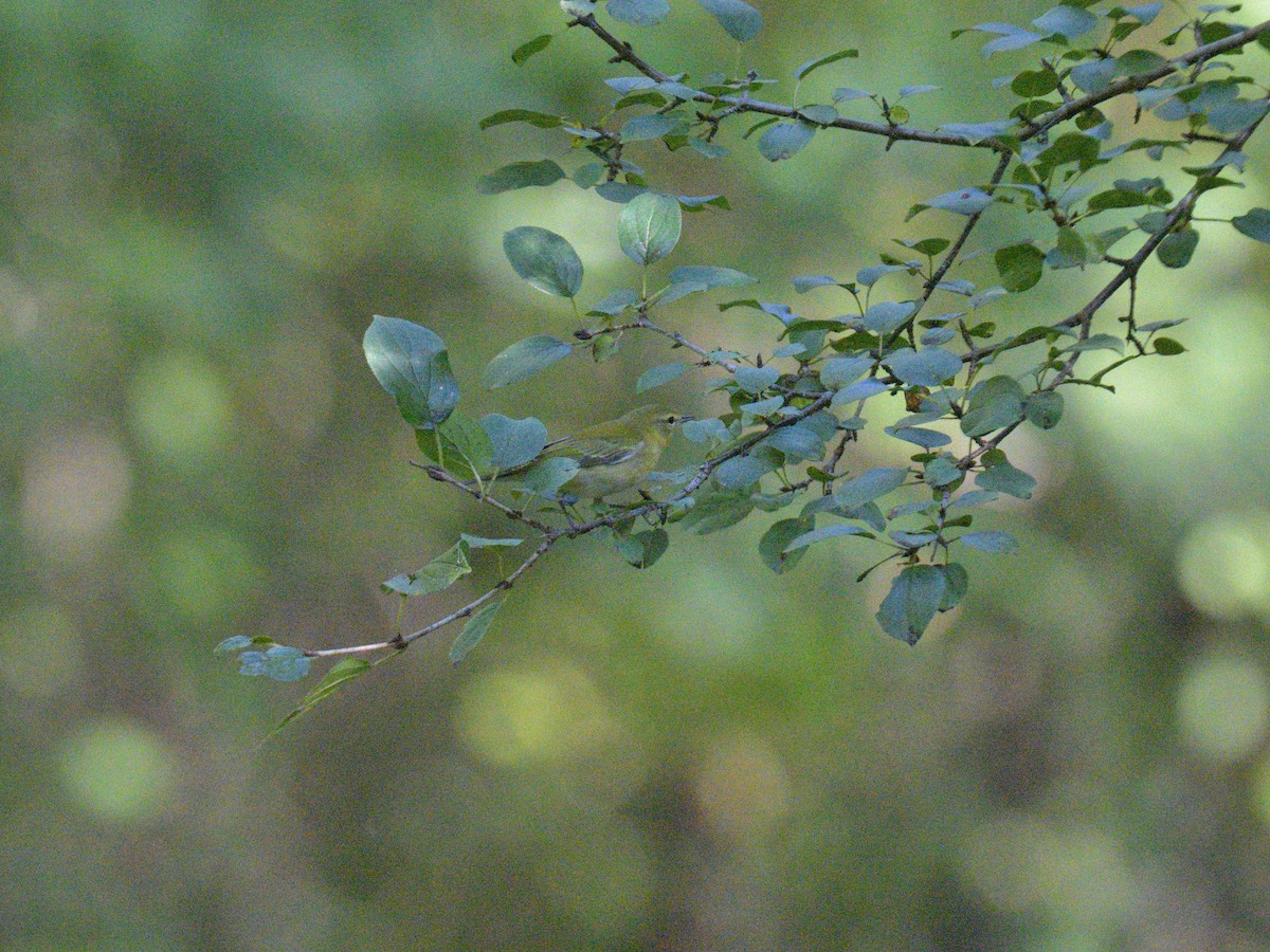 Tennessee Warbler - ML642509284