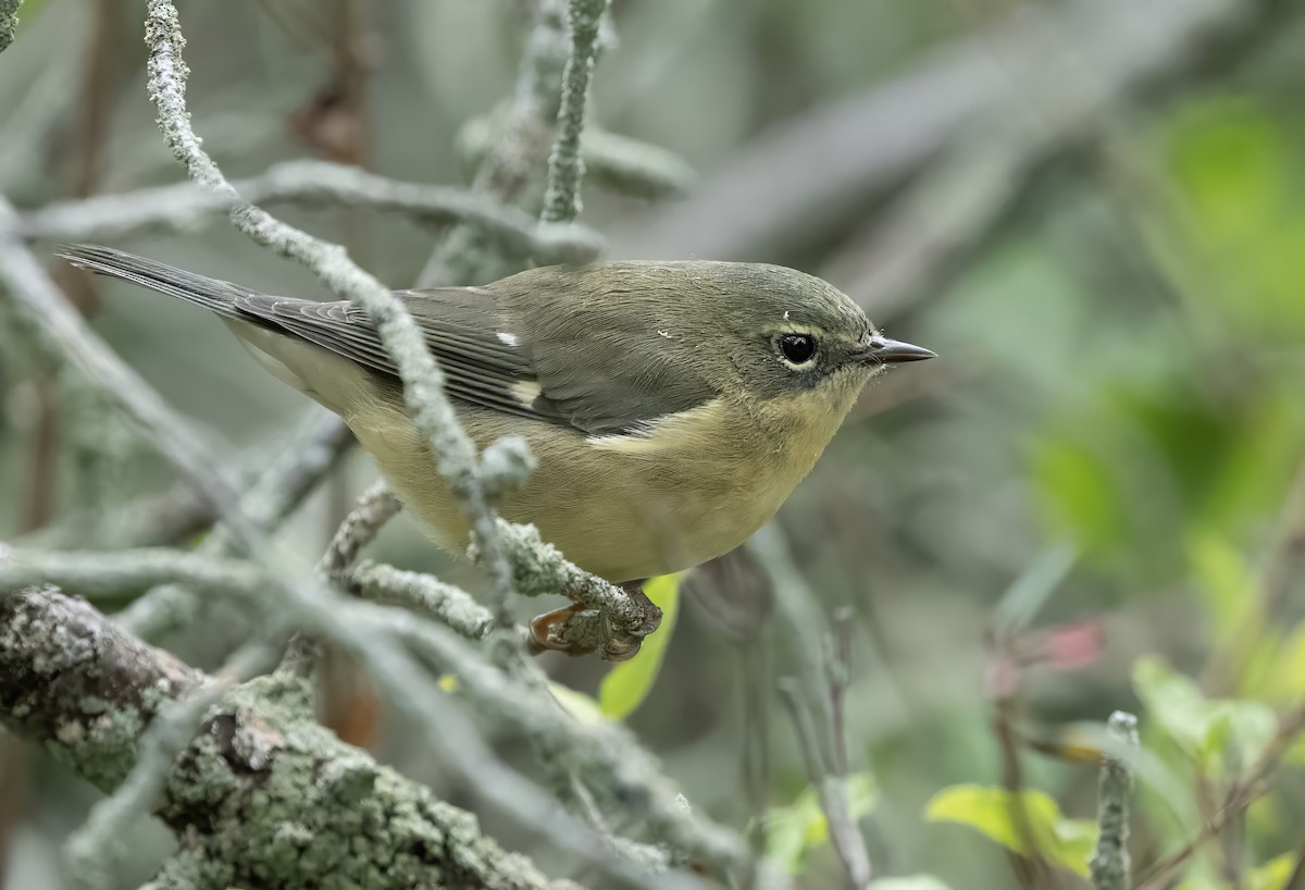 Black-throated Blue Warbler - ML642509301