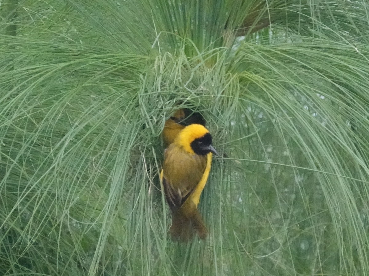 Slender-billed Weaver - ML642509311