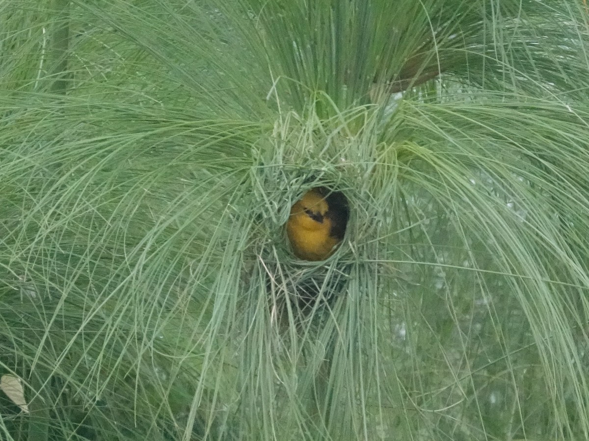 Slender-billed Weaver - ML642509312