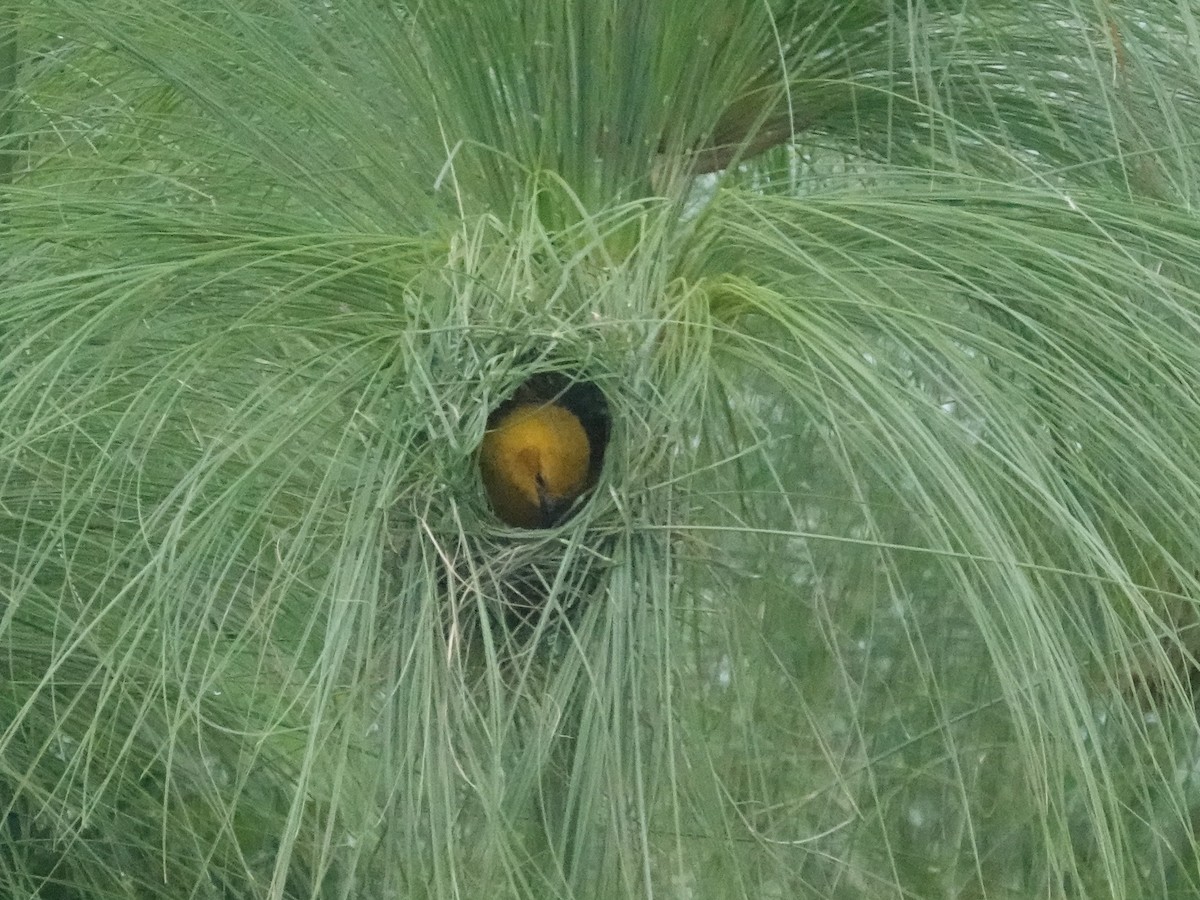 Slender-billed Weaver - ML642509313