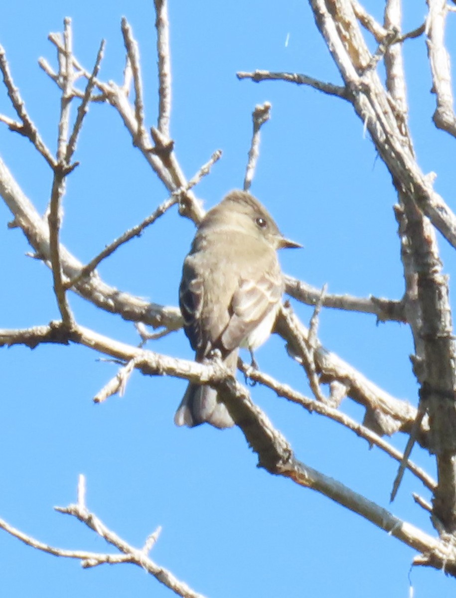Western Wood-Pewee - ML642509338
