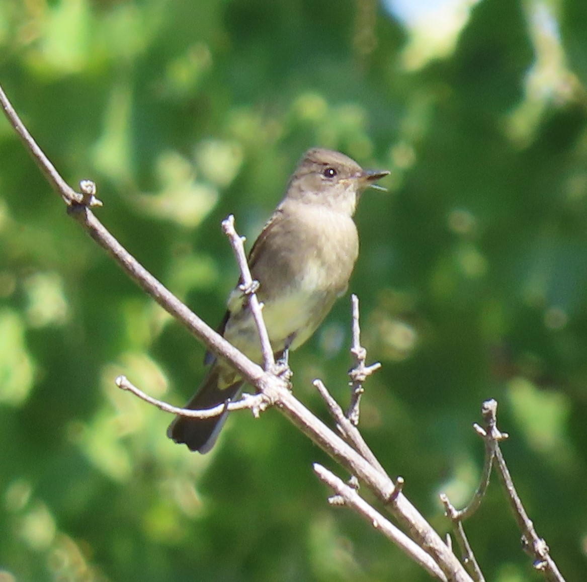 Western Wood-Pewee - ML642509355