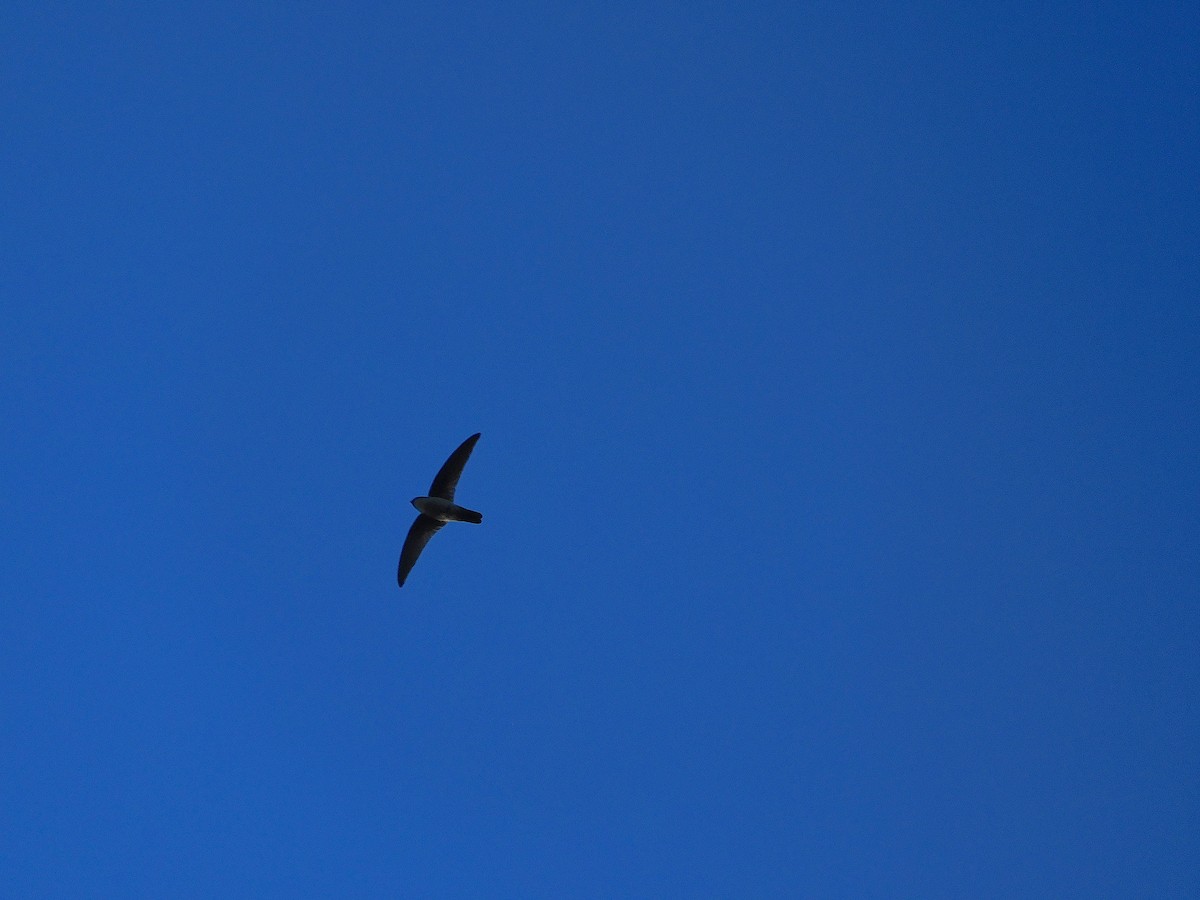 Australian Swiftlet - ML642509371