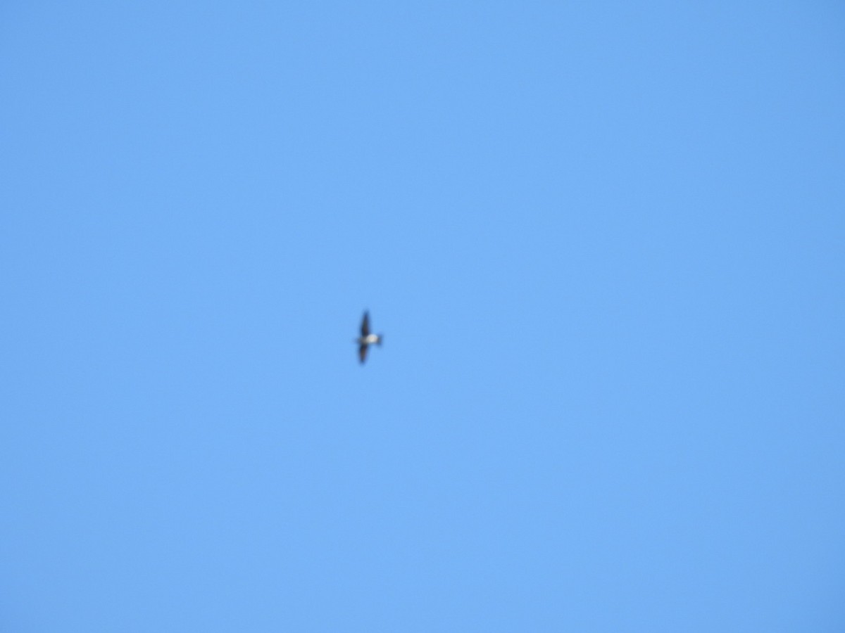 Purple Martin - ML642509376