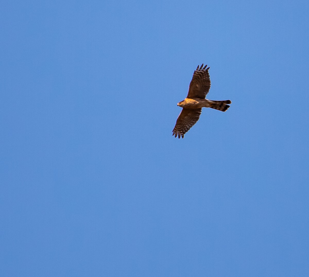 Cooper's Hawk - ML642509392