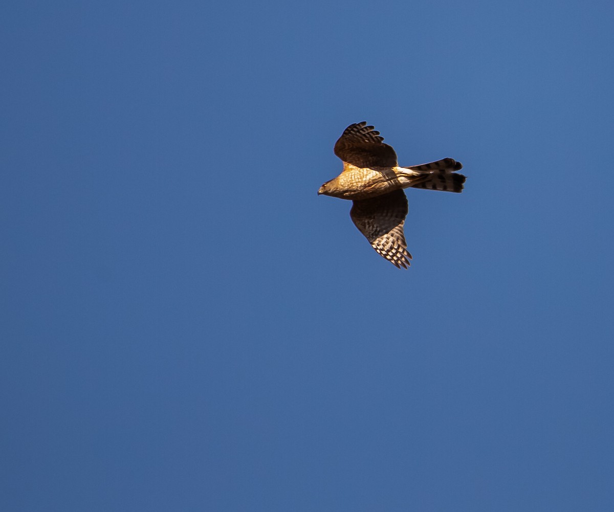 Cooper's Hawk - ML642509394