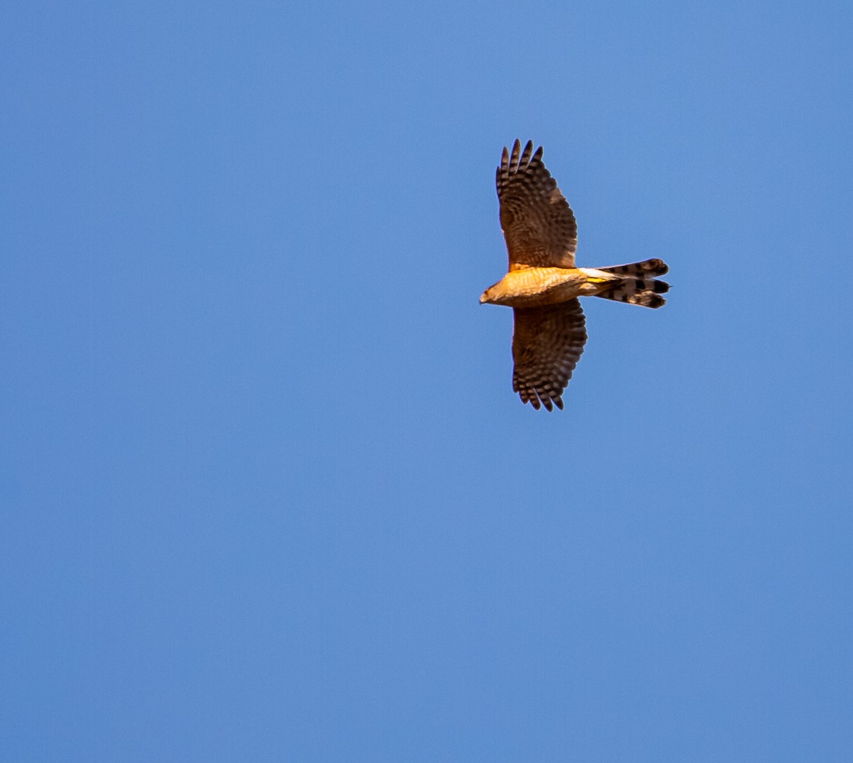 Cooper's Hawk - ML642509395