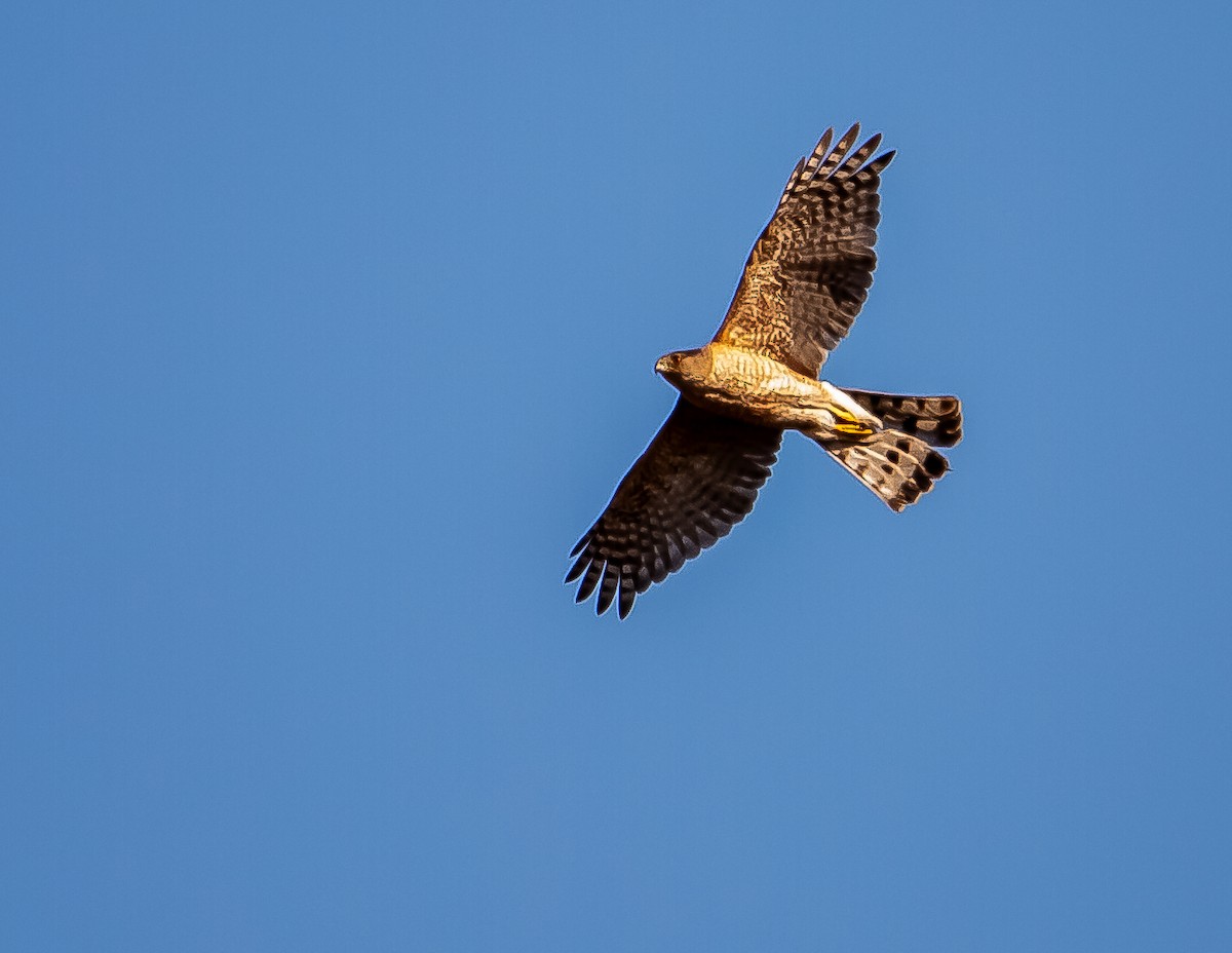 Cooper's Hawk - ML642509396