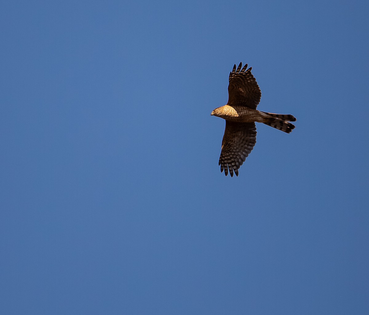 Cooper's Hawk - ML642509397