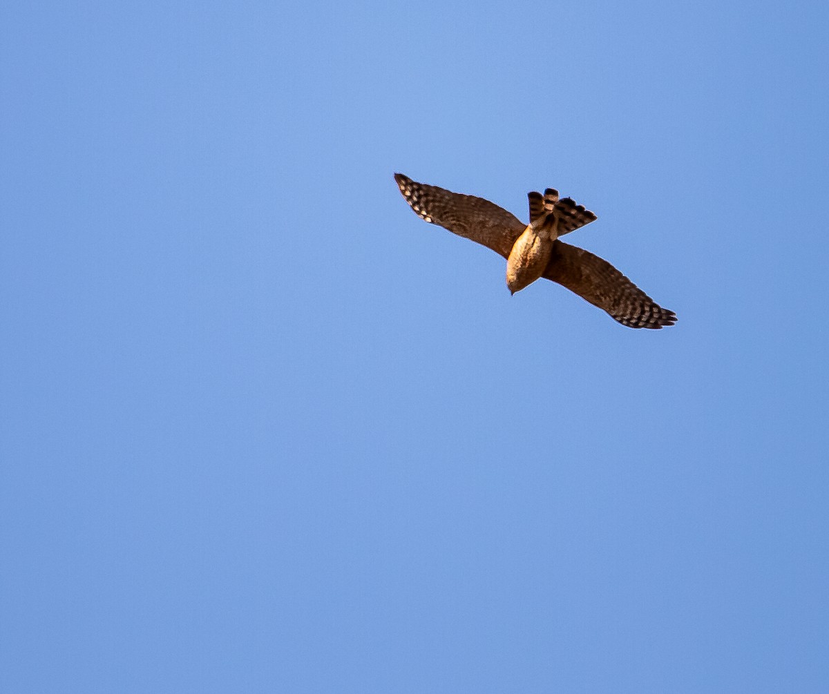 Cooper's Hawk - ML642509398