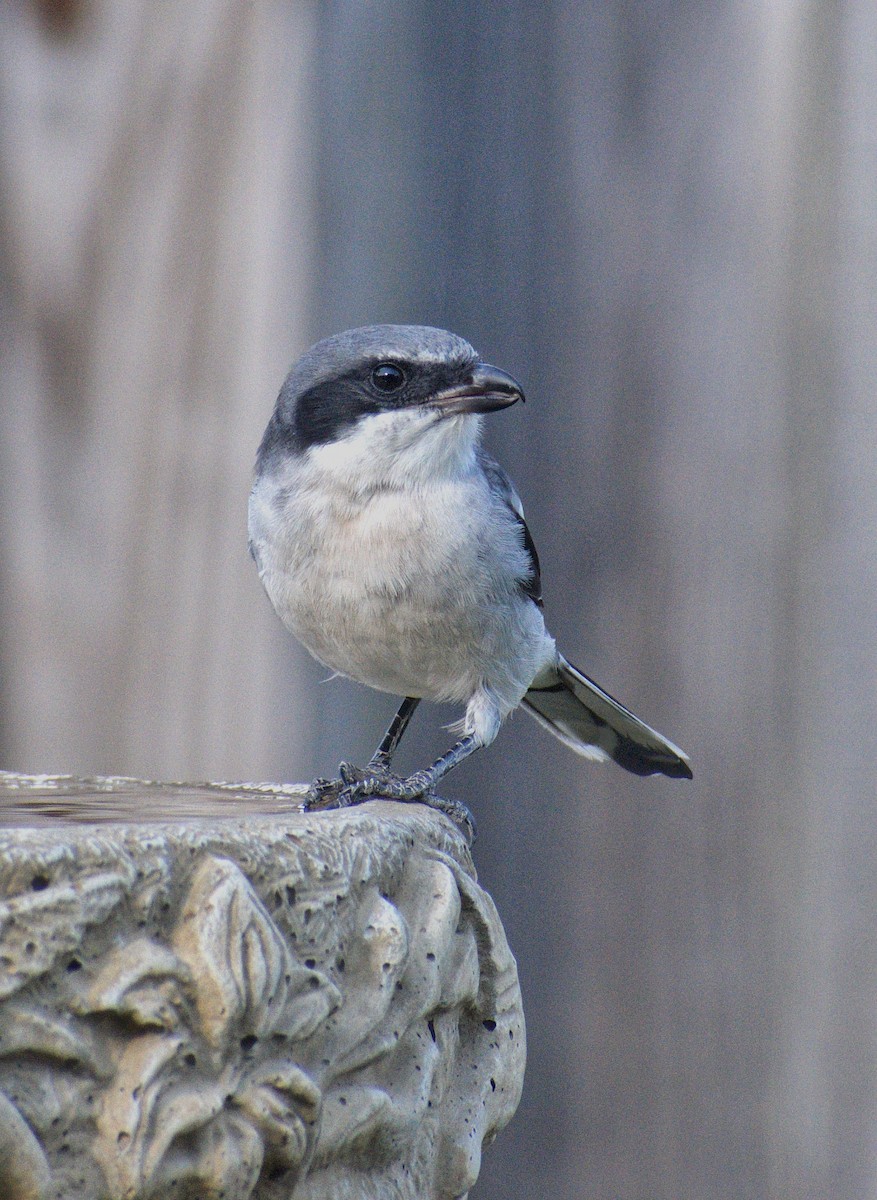 Loggerhead Shrike - ML642509400